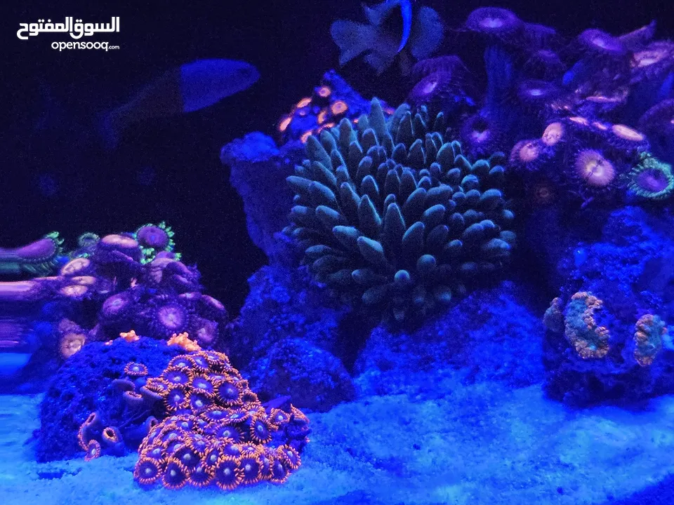 سمك ومرجان بحري مع حوض كامل صغير