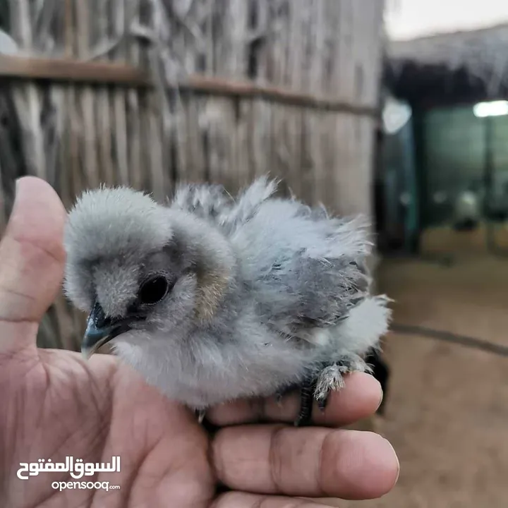 صيصان للدجاج الحبحب الكويتي