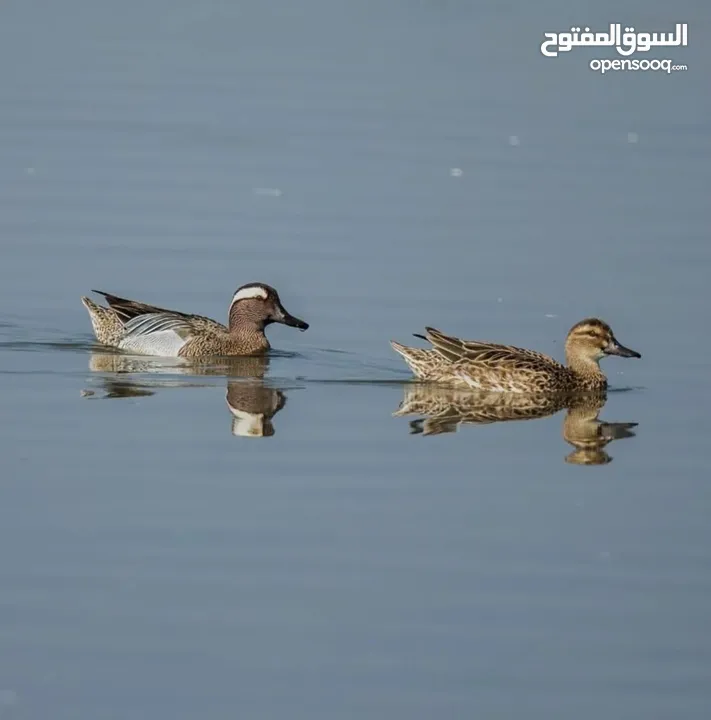 طيور حره مال زينه الفات