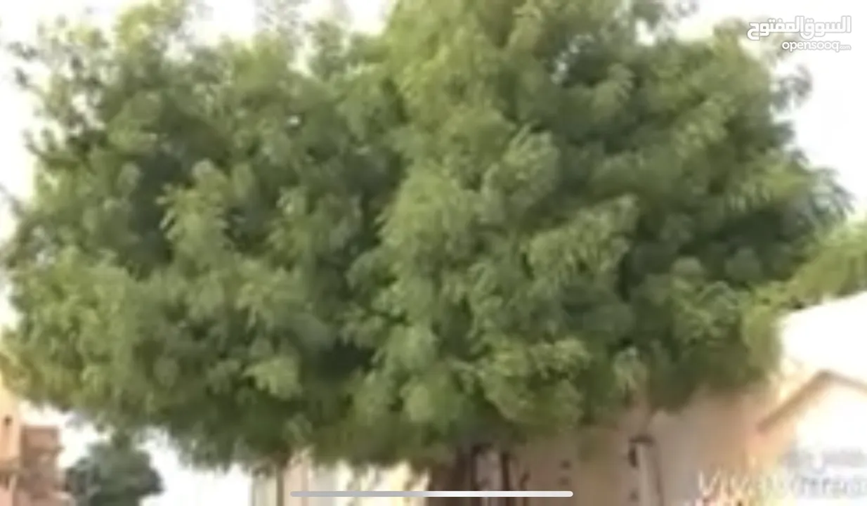 مطلوب شجره معمره او كبيره مثل قرط اواللبخ او الالبيزا