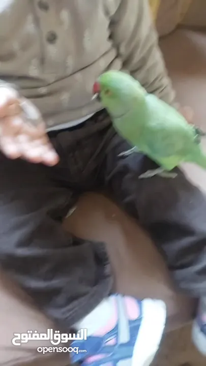 ترويض وتدريب ببغاء الدرارة الهندي الشرس ببغاء صيد خلال شهر فقط بتستلمو اليف مية بالمية ما بعض نهائي