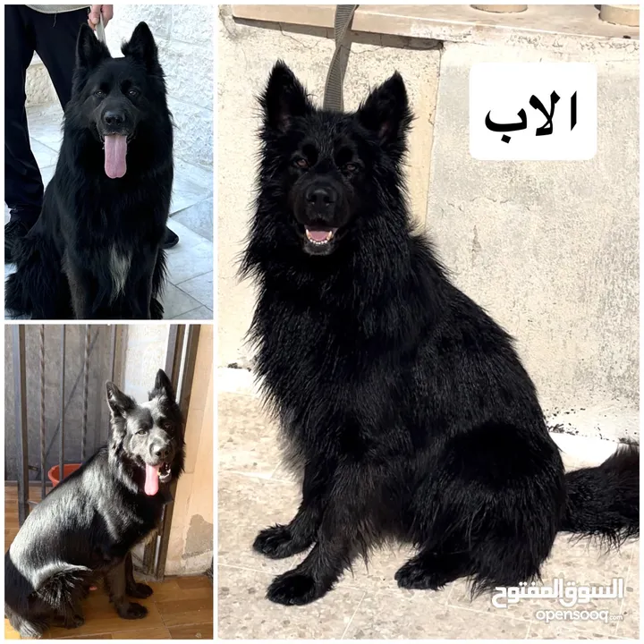 جيرمن رويال بلاك -  German Shepherd Royal Black