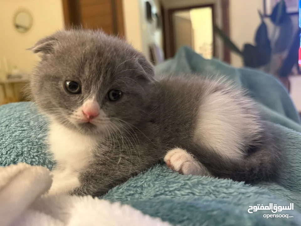 Female Scottish Fold Kitten Available