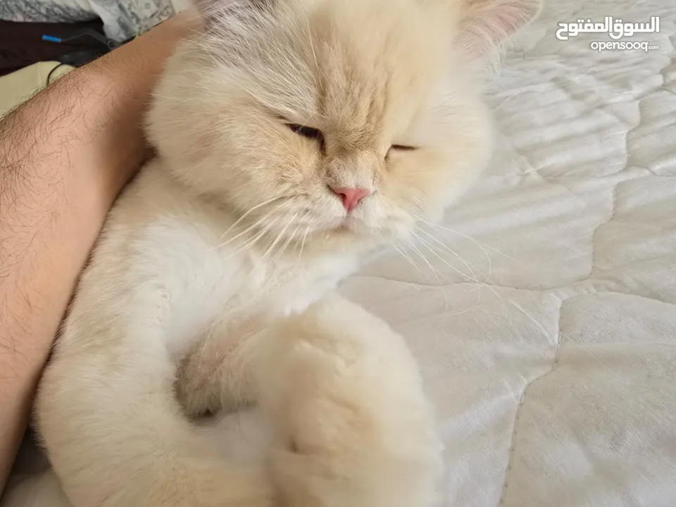 Cats for Adoption