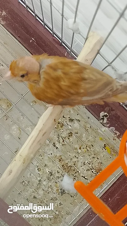 جوز كنار نحاسيات نار