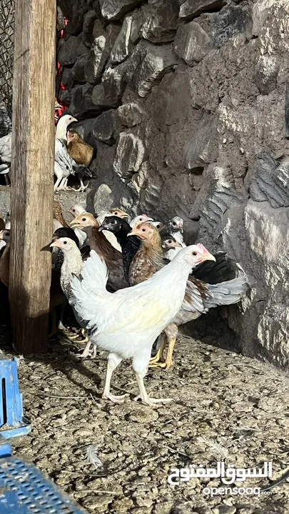 للبيع دجاج محلي