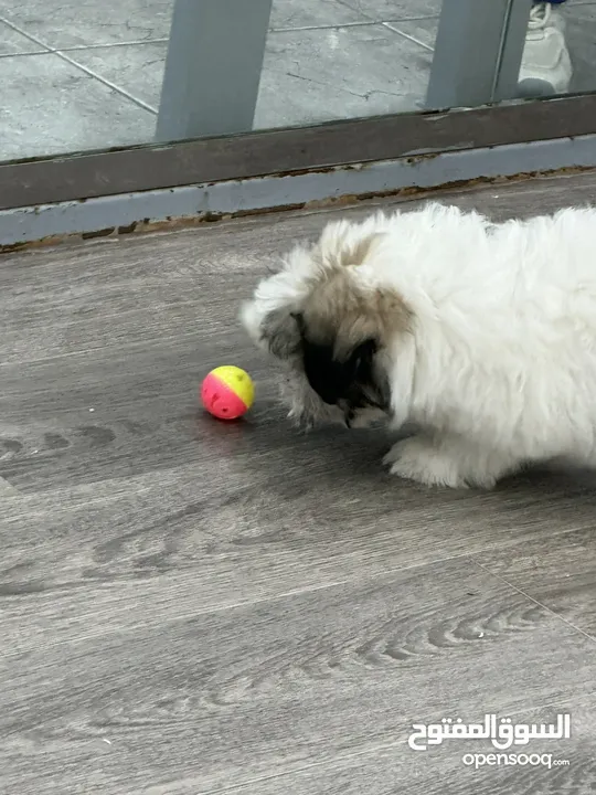 Maltese puppy 3 months