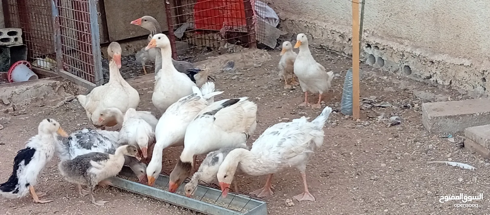 موجود وز وبط قطعه وحده