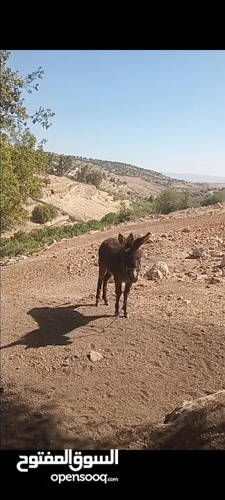 كر للبيع عمره سنه تقريبن