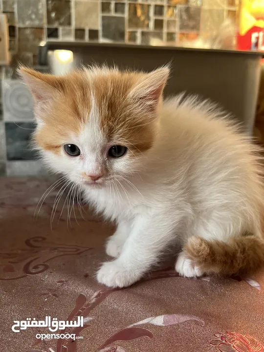 Mix Turkish/Persian kitten