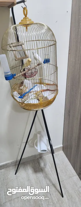 Pair of Canary birds with Cage & Accessories