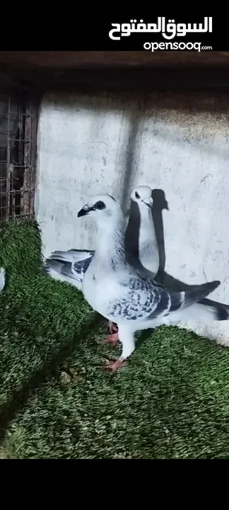 عشر جواز للبيع