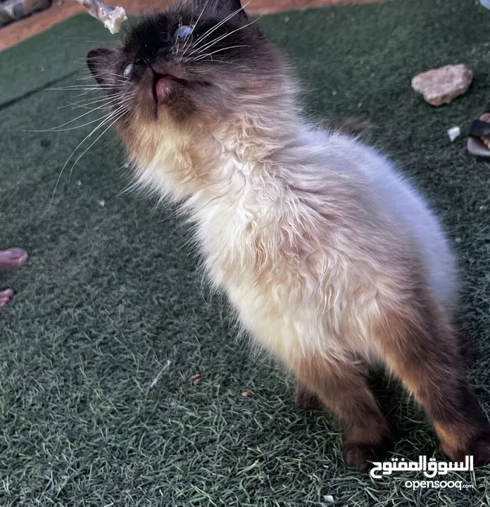 قطه هملايا حلوه وأليفه