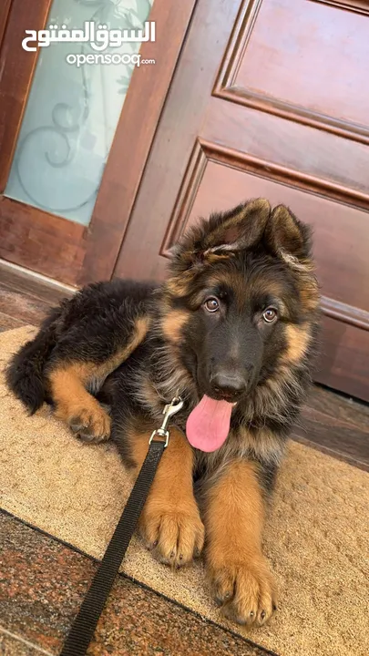 3 month old Pure breed German Shephard puppy