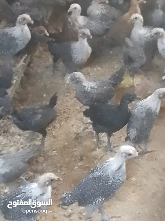 فرخات دجاج عمر شهر ونص