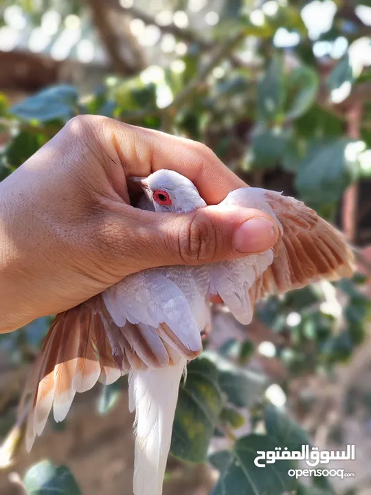 متاح زوجين وتك ملكي عسلي الزوج