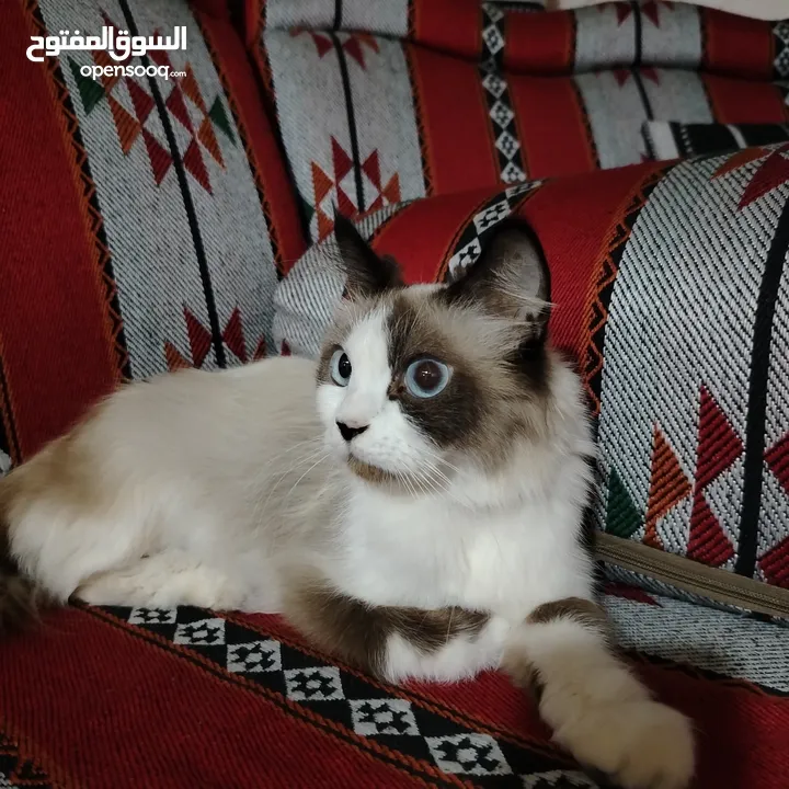 قطه رادغول للبيع