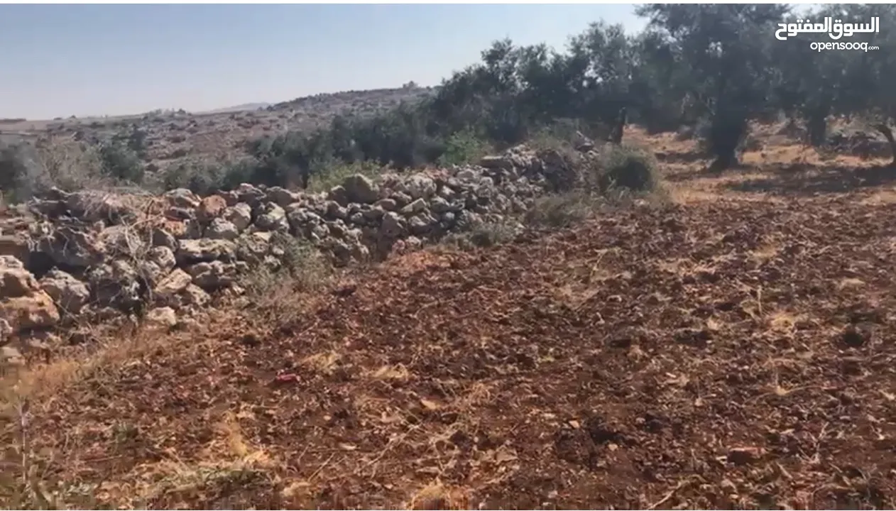أرض للبيع جميلة ومليئة بأشجار الزيتون