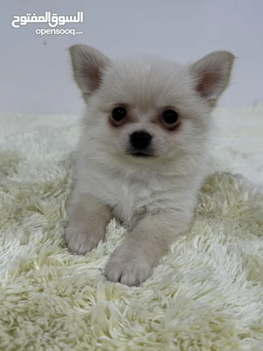 2 Month old Chihuahua