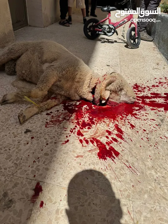 بسم الله جزار لذبح جميع الأضاحي عبور خرفان نعاج جدي