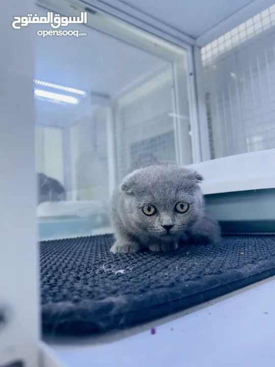 scottish fold kittens and british short hair kittens