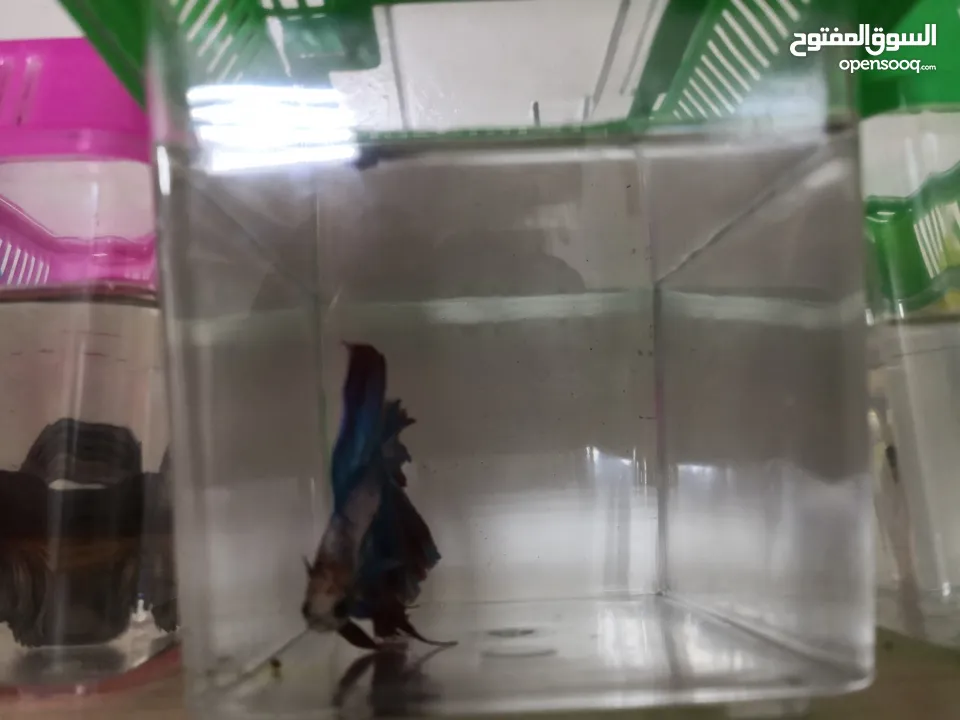 Betta fish