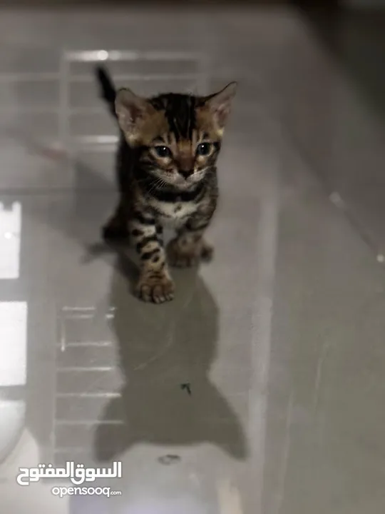 Pure  bengal kittens