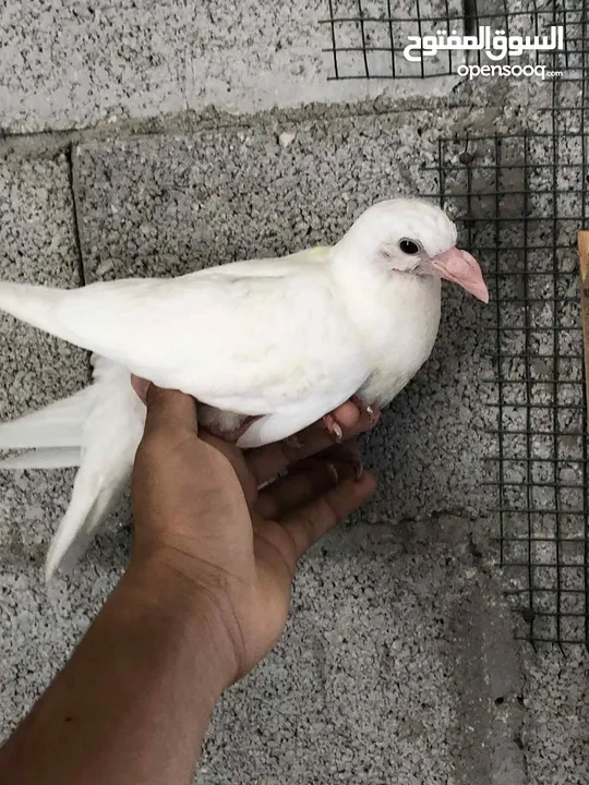 فراخ حمام كينج