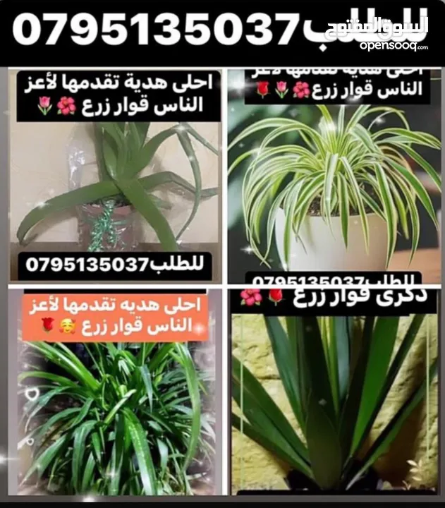معمول وكعك ودحدح وهريسه وكيك