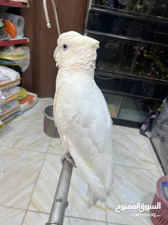 كوكاتو غوفن سوبر جامبو ررراقص أليف جدا تم تنزيل السعر لل370 وتمديد العرض  لاول ايام العيد تابع الوصف