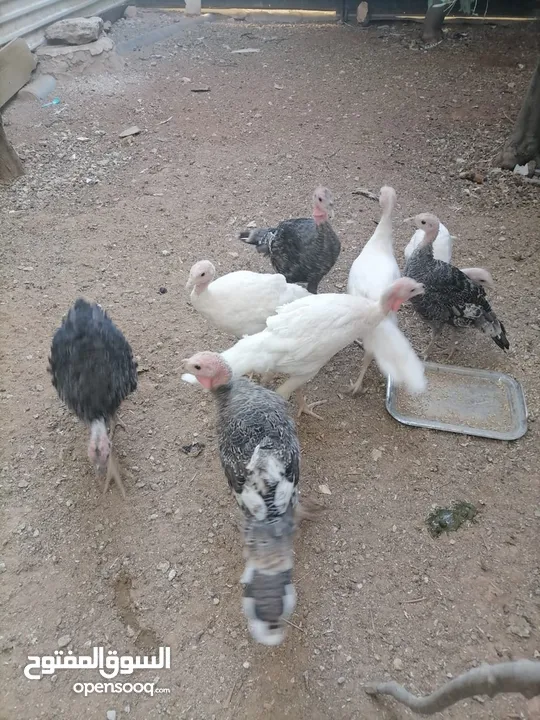 صيصان حبش للبيع