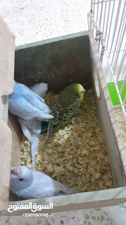للبيع طيور بادجي . ذكر وأنثى  وأربع فراخ  مع قفص كامل . الصور واضحة