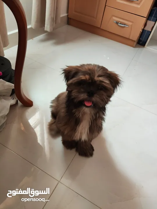 Shihtzu puppy 4 months