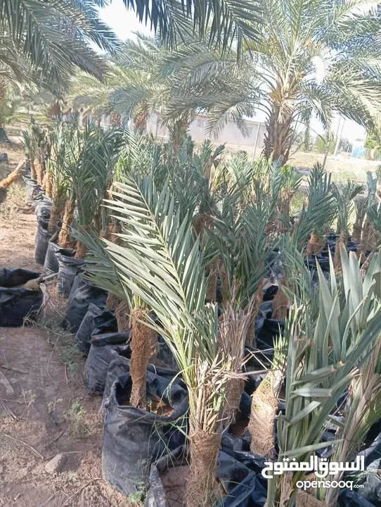 جميع انواع الاشجار  وفريق لصيانة وتنسيق جميع الحدائق والأشجار