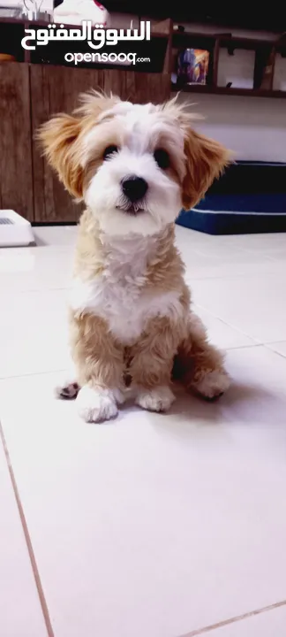 (send me whatsup)Male /Mini malltipoo/5 months old