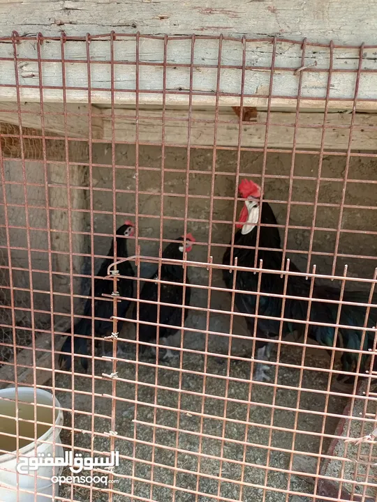 فقصات بحال الوكالة للبيع بيتو 2  وفقصتين  EGG 2