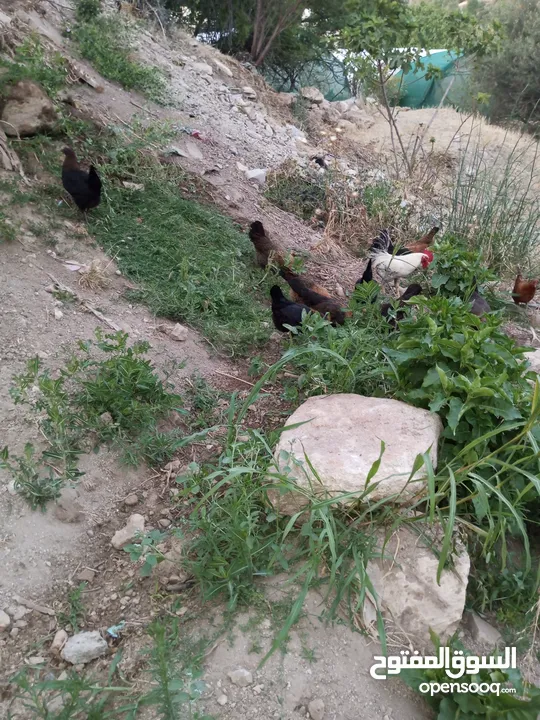 جاج بلدي للبيع الحاج مش كبير بالعمر اله شهرين بيبيض