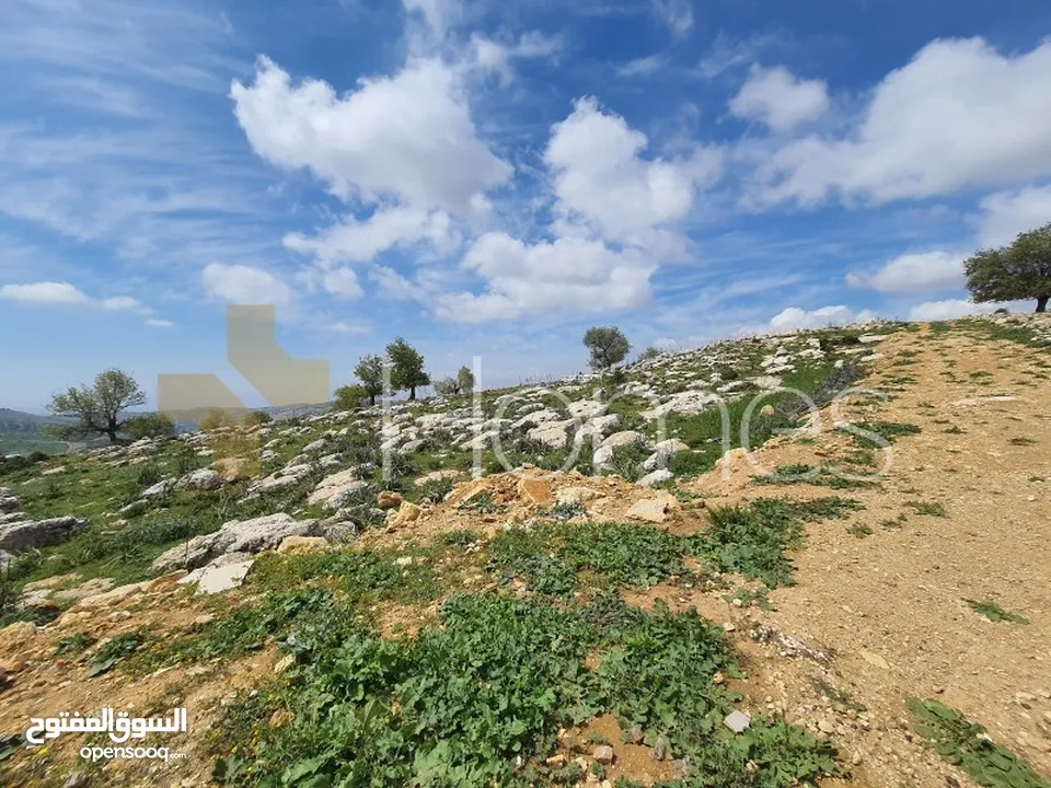 قطع اراضي بمساحات مختلفة للبيع في ابو السوس بمساحات تبدا من 1000م