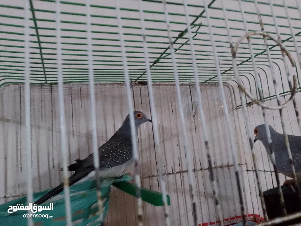 مجموعة طيور جواز كلها شغاله أن شاء الله