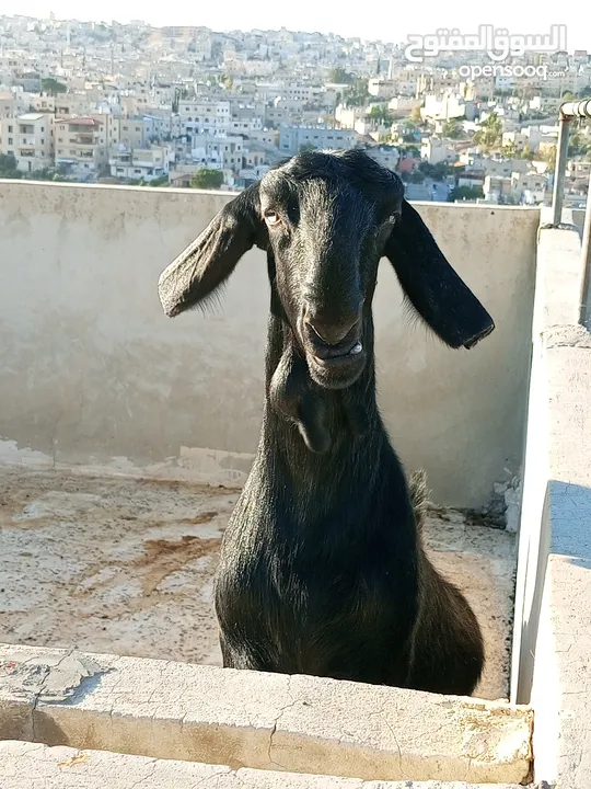 سخلتين شاميات ثنايا