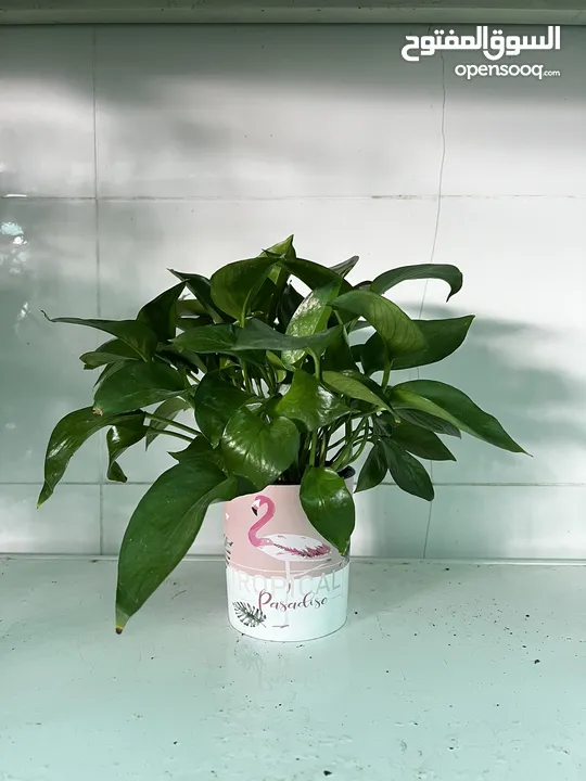 متوفر نباتات داخليه وخارجيه بسعر الجمله   Indoor and outdoor plants available at wholesale price