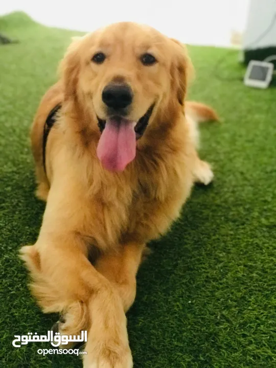 Golden retriever