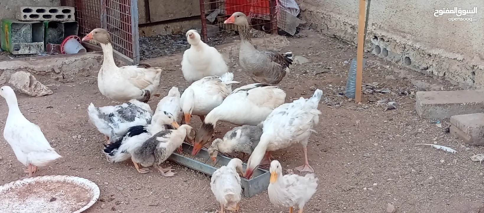موجود وز وبط قطعه وحده