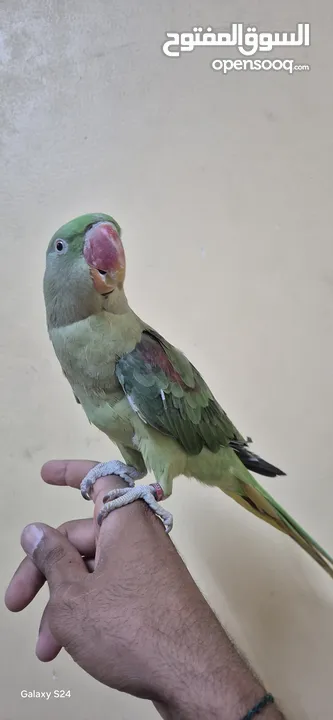 متوة نثية نيبالية أليفة ومتكلمة