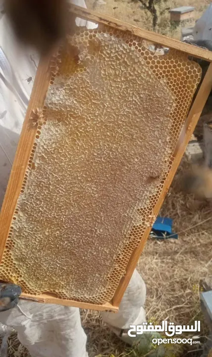 عسل الظاهر  للعسل البلدي الأصلي ومنتجات النحل