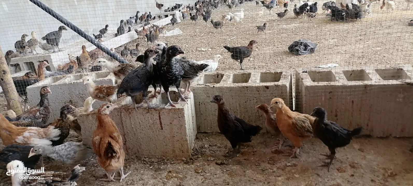 موجود صوص بلدي