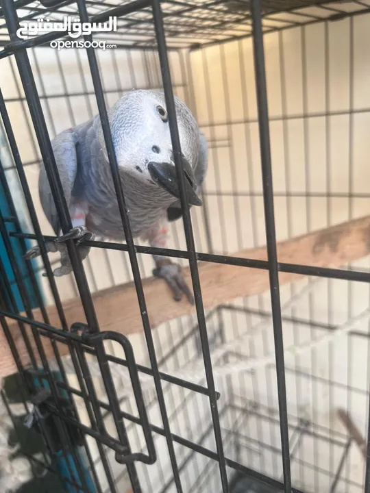 African grey parrot ya Grey parrot