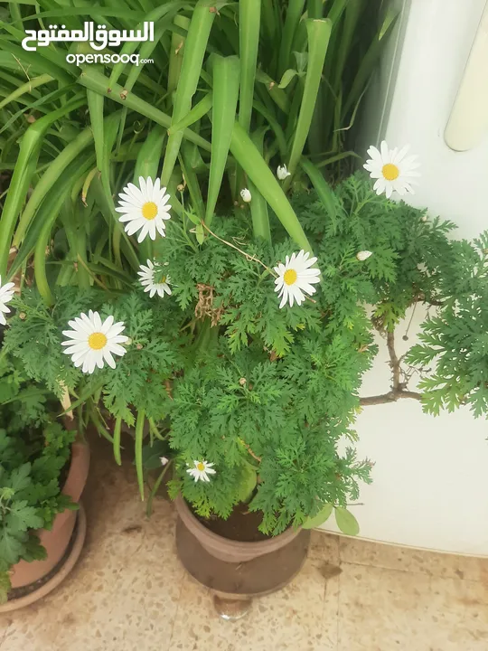 زريعه زينه للبيع