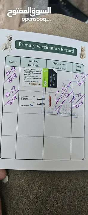 قط مكس راغدول مع سكوتش
