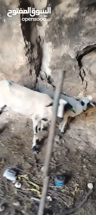 قبرصي الاصلي وراها عبوره السن ثلاث حبات العبوره عمرها  3  سهور
